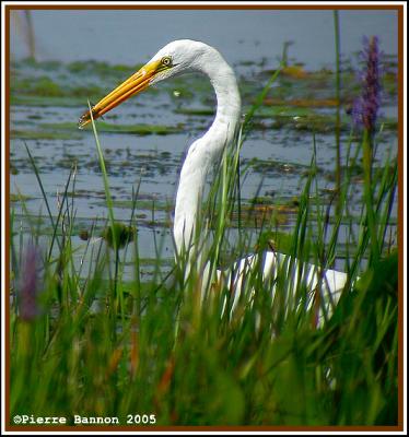 Grande Aigrette (Maple Grove, 21 août 2005)