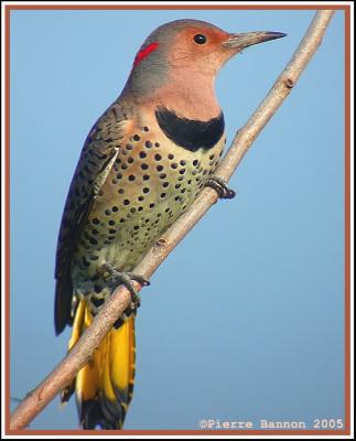 Pic flamboyant (Île des Soeurs, 5 octobre 2005)