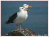 Goland marin (Sainte-Catherine, 4 juillet 2005)