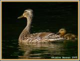 Canard colvert et son caneton (LaSalle, 7juillet 2005)