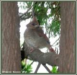 Jeune Cardinal rouge (Cte-Saint-Paul, Montral, 8 juillet 2005)