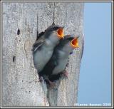 Hirondelle bicolore (Saint-Timothe, 16 juillet 2005)