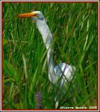 Grande Aigrette (Maple Grove, 21 aot 2005)