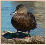 Canard noir (Sainte-Catherine, 25 aot 2005)