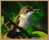 Colibri  gorge rubis (Chteauguay, 3 sept 2005)