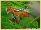 Oriole de Baltimore (Sainte-Catherine, 9 sept 2005)