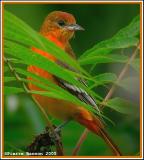 Oriole de Baltimore (Sainte-Catherine, 9 sept 2005)