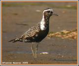 Pluvier bronzé (Pointe Calumet, 14 septembre 2005)