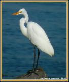 Grande Aigrette (Sainte-Catherine, 19 sept 2005)