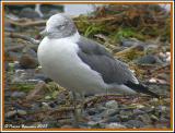 Goland  queue noire (Black-tailed Gull) Charlotte, VT, 20 oct 2005