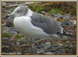 Goland  queue noire (Black-tailed Gull) Charlotte, VT, 20 oct 2005