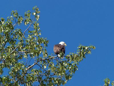 Bald Eagle, Chilkat River