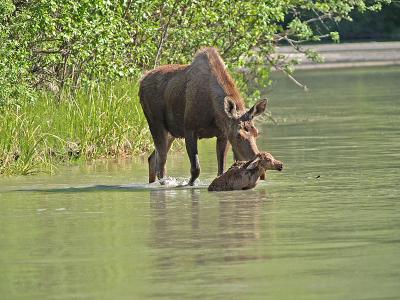 Mama & Little Moose, Chilkat River
