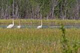 Trumpeter Swans