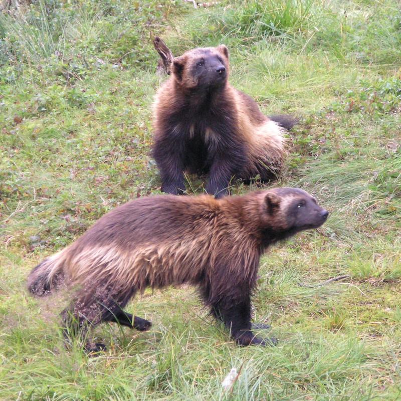 Wolverines / Vielfrass / jerv.jpg