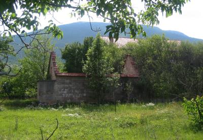 Vegetation taking over after the bombs.jpg