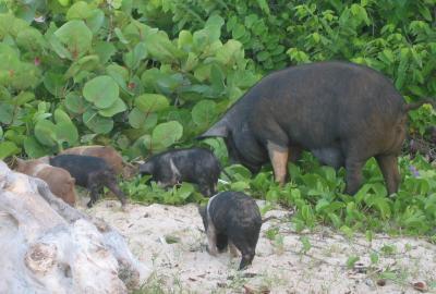Free, happy pigs on the beach 1.jpg