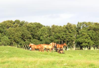 Grazing horses on the island Tjtta.jpg