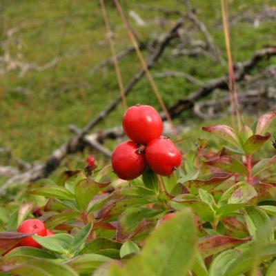 v3/21/495621/3/48345675.Cornussuecica.jpg