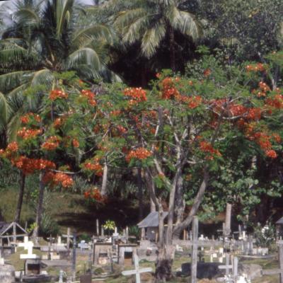 The graveyard at Jamal.jpg