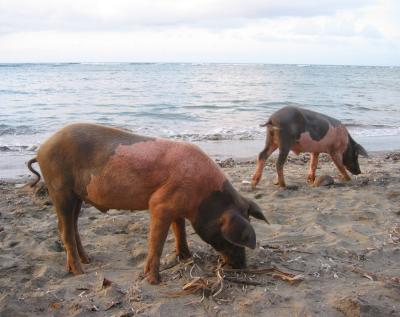 Free, happy pigs on the beach.jpg