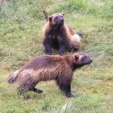 Wolverines / Vielfrass / jerv.jpg