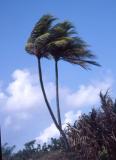Claimed to be the only two-stem palm in Cuba.jpg