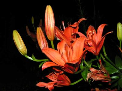 Lillies of the night