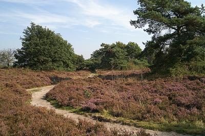 Heide