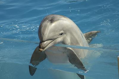 Sea World San Diego I
