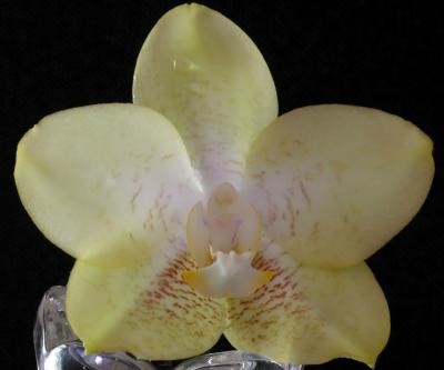 Limoncello