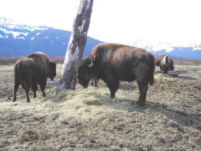 Alaska Bison