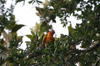 Sun Conure2.jpg