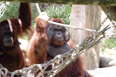 v3/21/580721/3/46940135.Orangutan.jpg