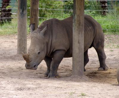 v3/21/580721/3/46940159.WhiteRhino.jpg