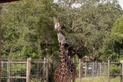Giraffes necking.jpg