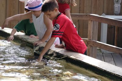 Steven petting Stingrays2.jpg