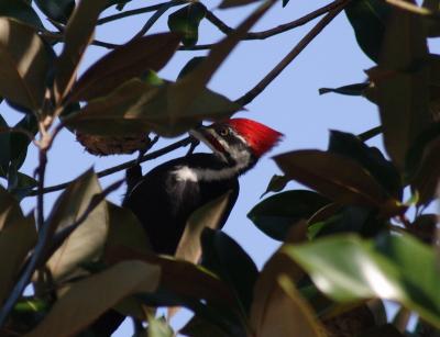 Pileated Woodpecker Male2.jpg