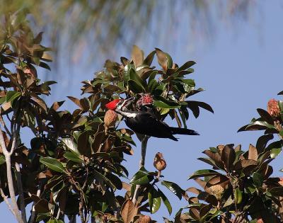 Pileated Woodpecker Male4.jpg