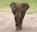 African Elephant.jpg