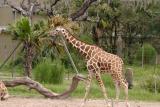 Giraffe2.jpg