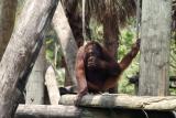 Orangutan2.jpg