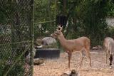 White Tailed Buck.jpg