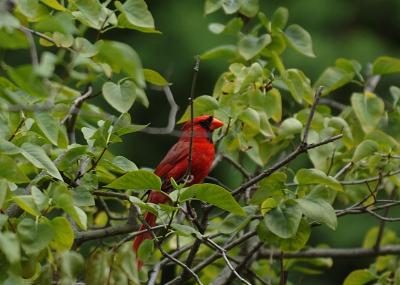 Cardinal1.jpg