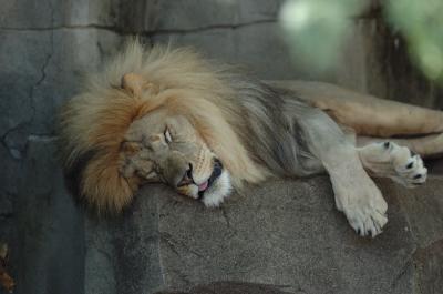 Zoo-Lion.jpg