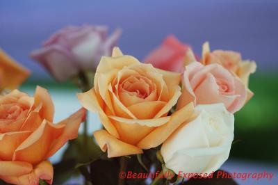 Marys-Roses.jpg