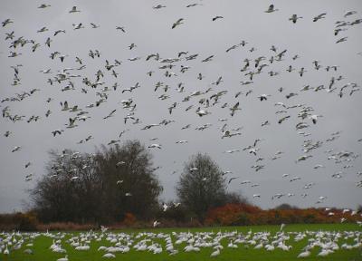 Snow Geese