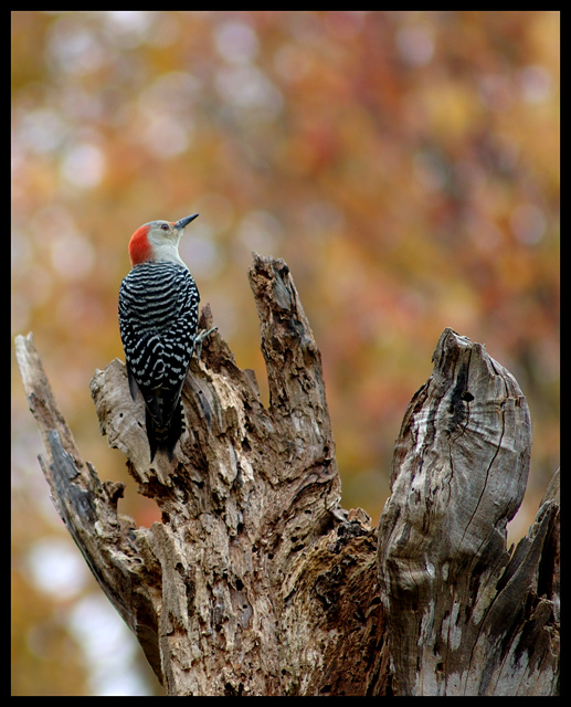 Woodpecker.jpg