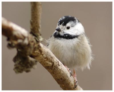 Albino Chickadee