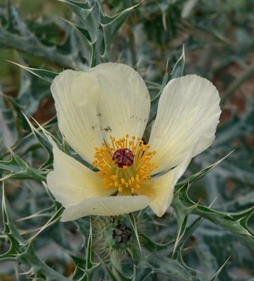 Flower in reservoir